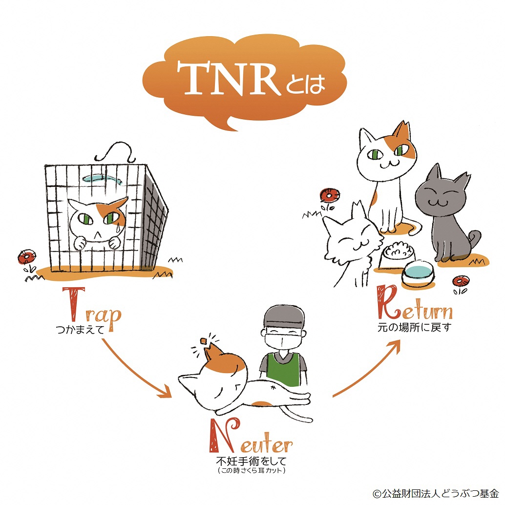 TNR活動の流れのイラスト
