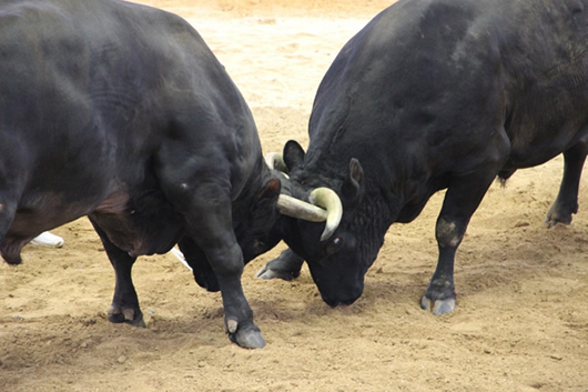 うるま市の闘牛の様子の画像1