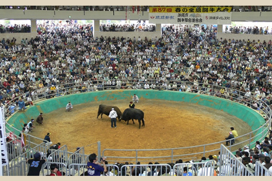 うるま市の闘牛の様子の画像2