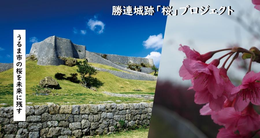 勝連城跡桜プロジェクト