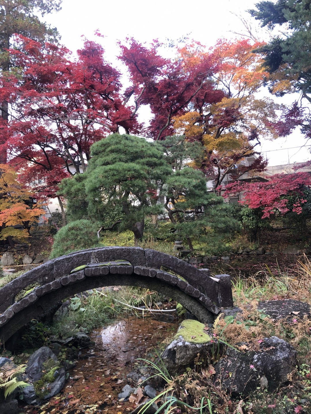 紅葉の庭園の写真