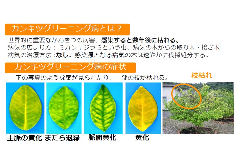 カンキツグリーニング病の症状枝枯れなど