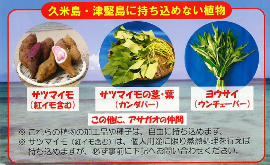久米島・津堅島に持ち込めない植物　さつまいも、さつまいもの茎や葉、ようさい
