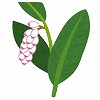 flower_gettou