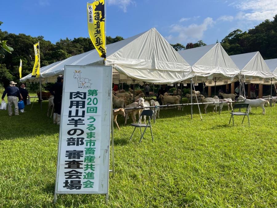 肉用山羊審査会場