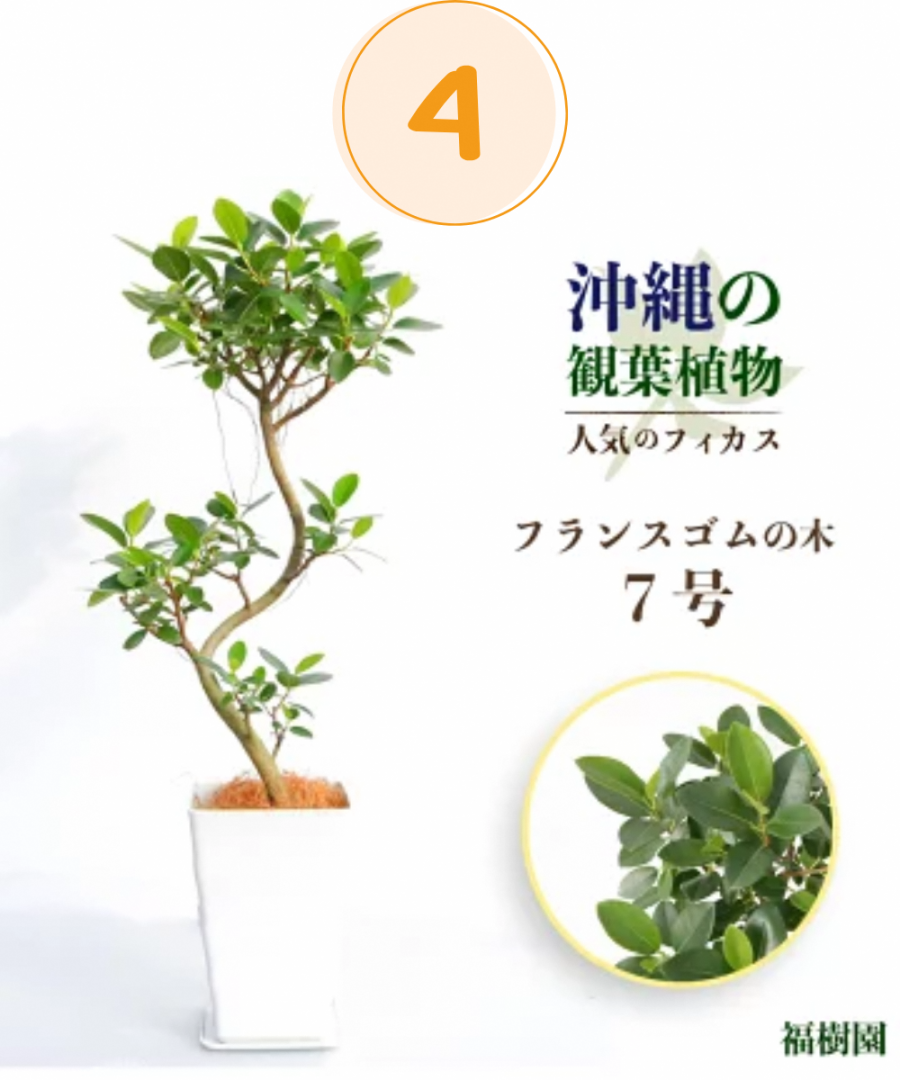 ランキング福樹園