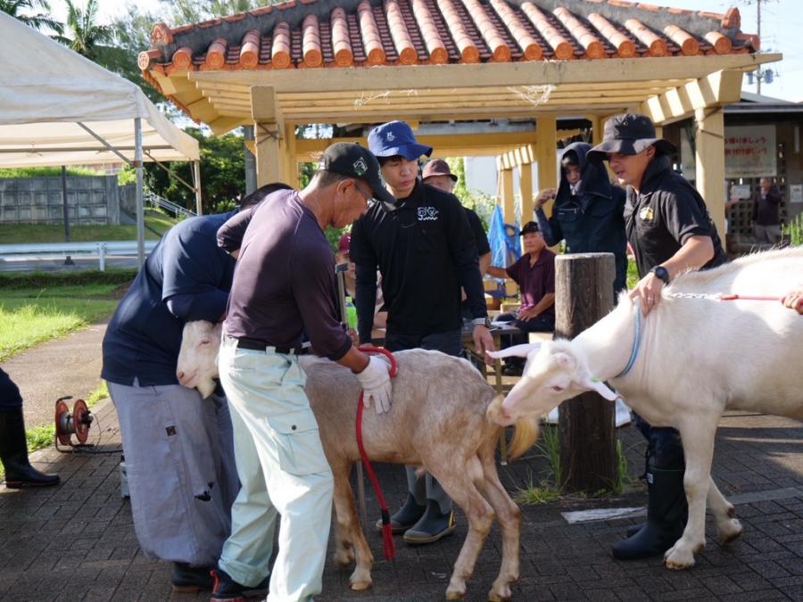 山羊測定