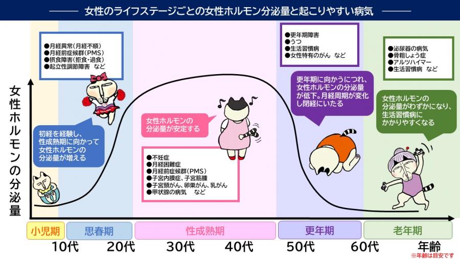 女性のライフステージ